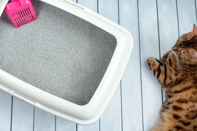 10 Items You Should Never Buy at Aldi 9 aldi pet cat litter box 640