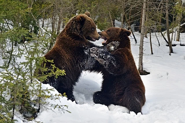 10 Best ETFs to Beat Back a Bear Market 4 two brown bears fighting.