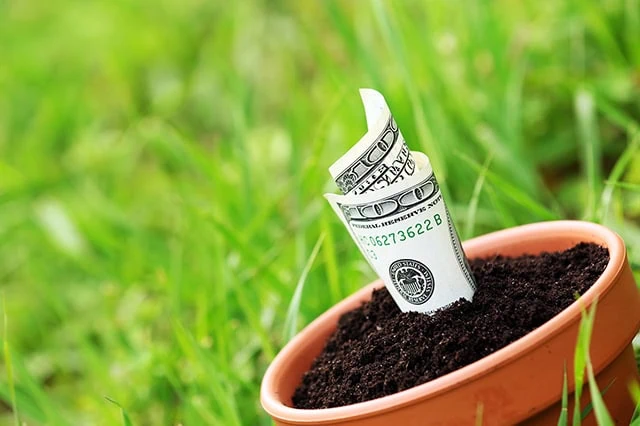 a hundred dollar bill growing in a planting pot.