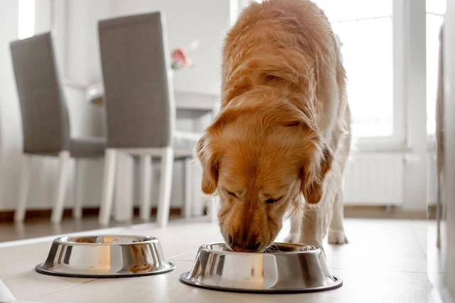10 Highly Rated Member's Mark Products to Add to Your Shopping List 3 dog food bowl golden retriever 640