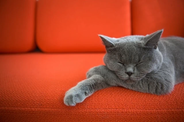 10 Pros + Cons of Pets During Retirement 11 furniture couch sofa cat sleeping splurging