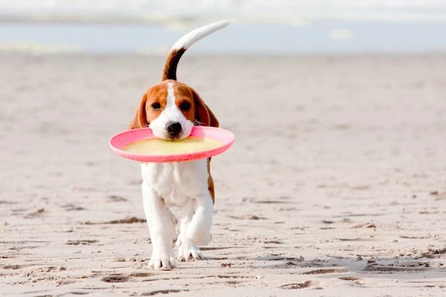 10 Pros + Cons of Pets During Retirement 7 retirement pets fetch frisbee active