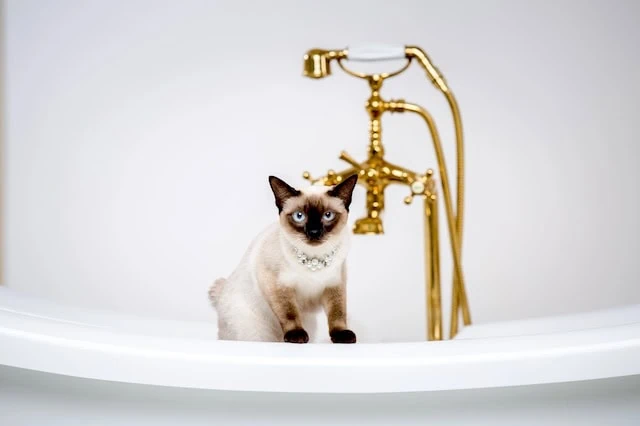 10 Pros + Cons of Pets During Retirement 8 retirement siamese expensive cat