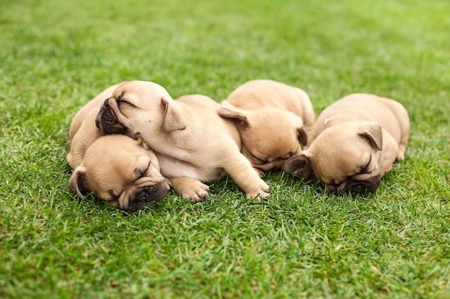 7 Low- and Minimum-Volatility ETFs for Peace of Mind 8 small cap low volatility sleeping puppies 640