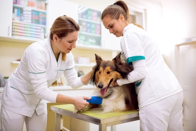 10 Pros + Cons of Pets During Retirement 9 veterinary assistants laboratory animal caretakers